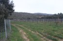 Traversée du vignoble